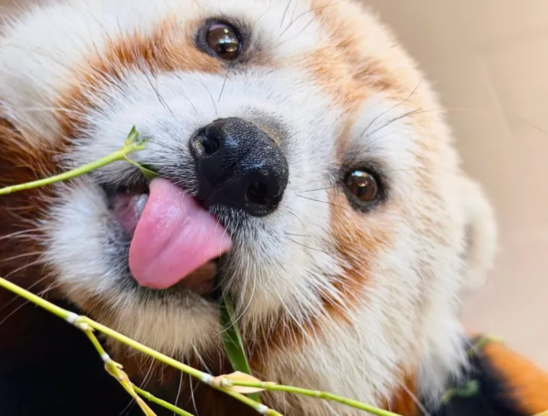 Zoo Boise Just Named Their Precious New Red Panda