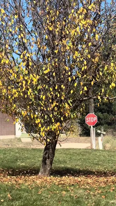 Leaves changing in Idaho mountains (Video)