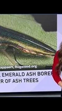 Destructive and non-native Emerald Ash Borer recently detected in Eastern Washington (Video)
