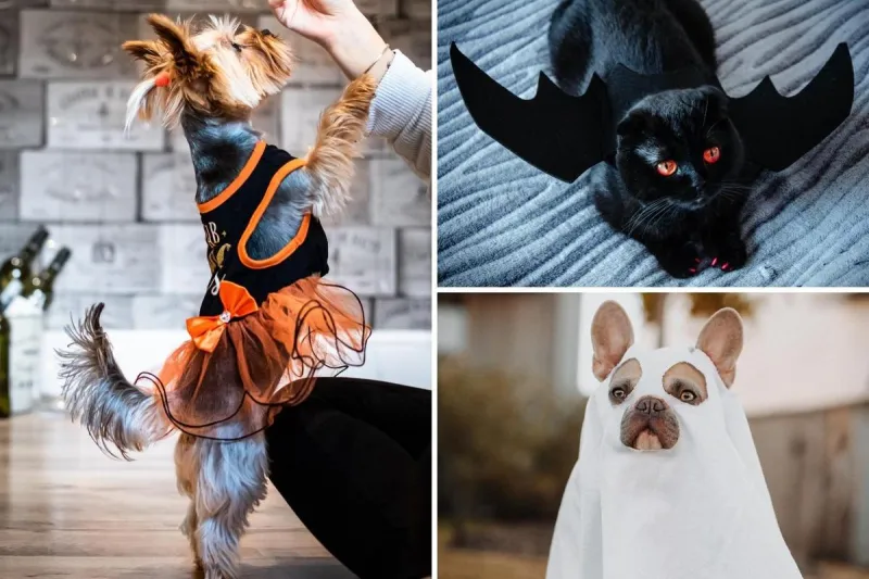 Show Off Your Costumed Pets in the Halloween Pet Photo Contest