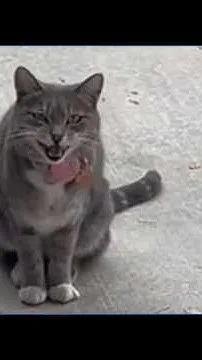 A cat and gubernatorial candidates (Video)