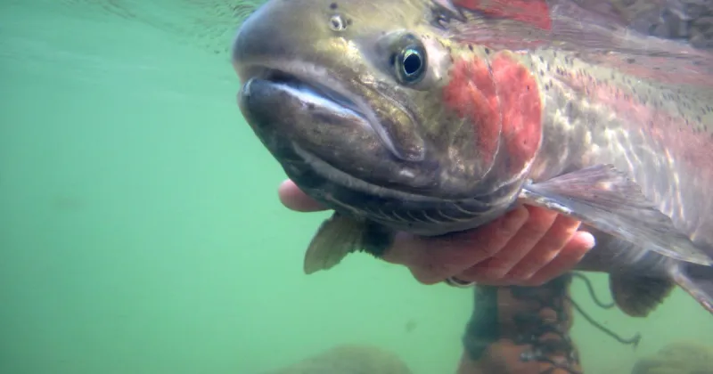 What will steelhead fishing look like on the Boise River this fall?
