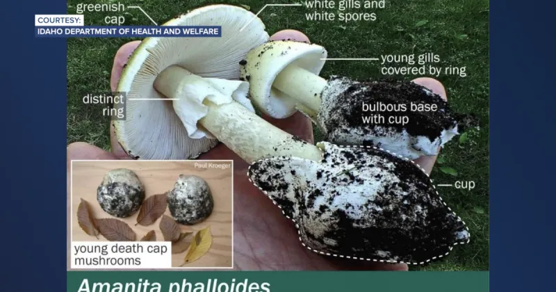 Central District Health warns about death cap mushrooms reported in Boise