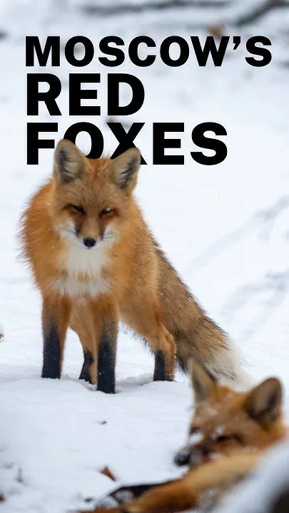The mystery of Moscow's growing fox population (Video)