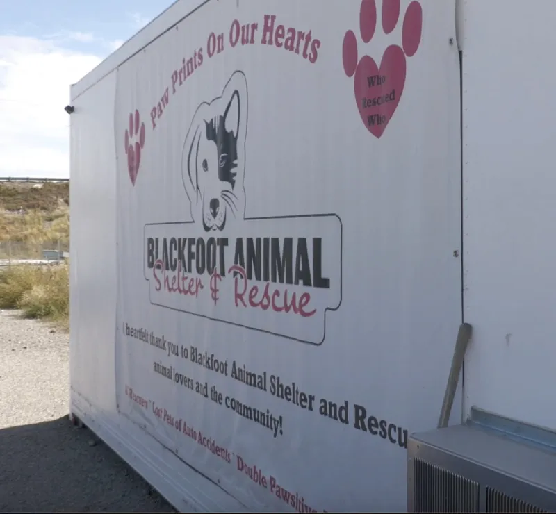 Authorities seek help after three dogs found shot in Blackfoot