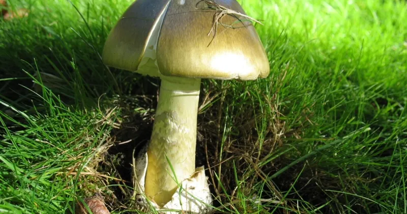 The toxic death cap mushroom has made it to the Mountain West. Now what?
