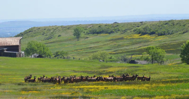 Elk hunting opens for the first time at Colorado refuge built around former nuclear site