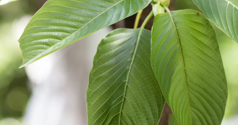 Kratom derivatives raise alarm in the Mountain West as overdose risks grow
