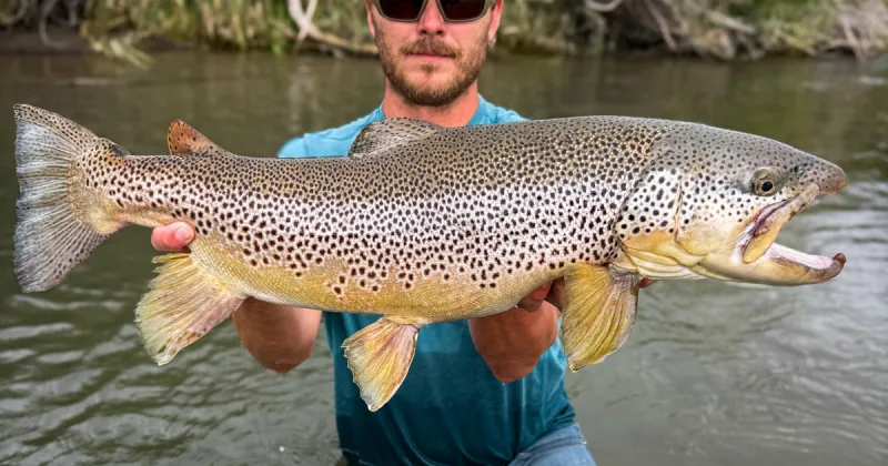 Bear River produces new Idaho catch-and-release state record brown trout