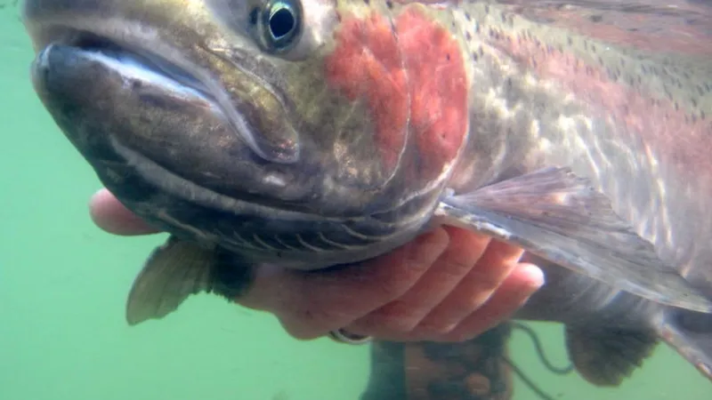 Idaho Fish and Game delays decision on Boise River fall steelhead stocking