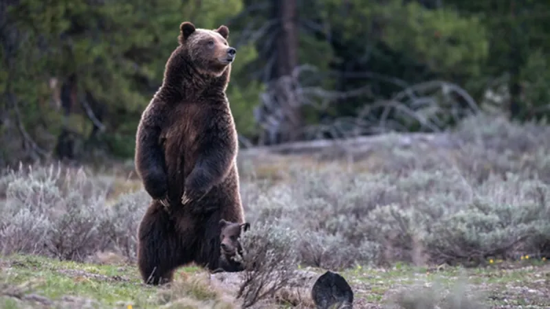 New documentary highlights legacy of Grand Teton's grizzly 399