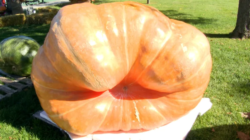 15th Annual Ammon Pumpkin Walk and Pie Eating Contest bring fall fun to the community