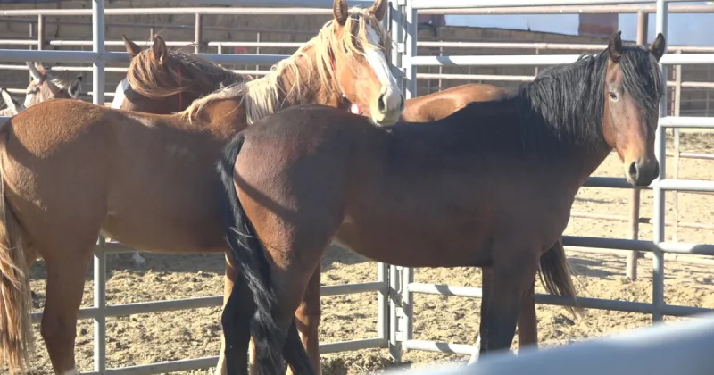 All 41 wild horses available for adoption gets a new home at a BLM event