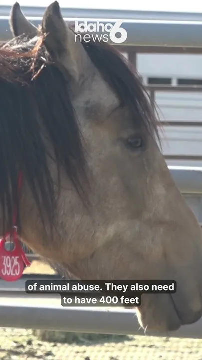 All 41 wild horses available for adoption gets a new home at a BLM event (Video)