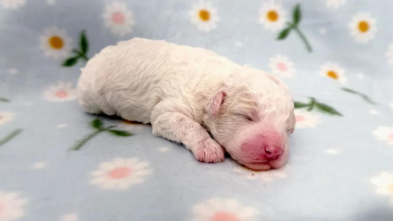 Finland gripped by national broadcaster's puppies live stream