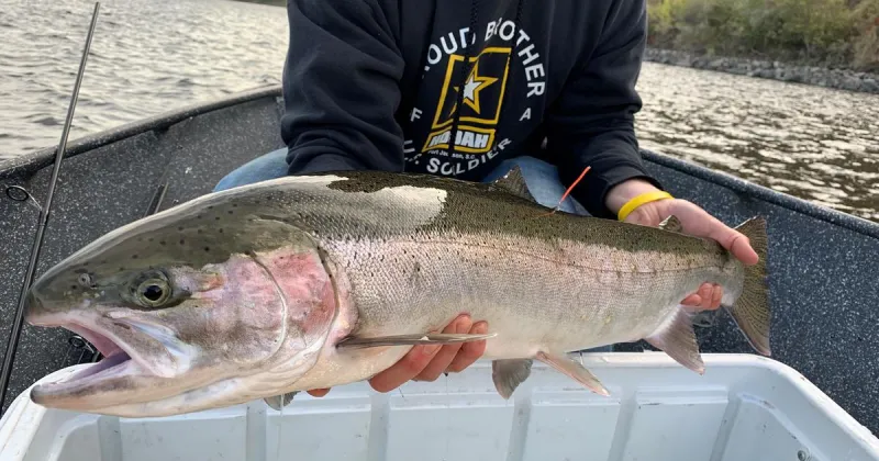 IDFG closes steelhead harvest in the Clearwater River basin due to low returns