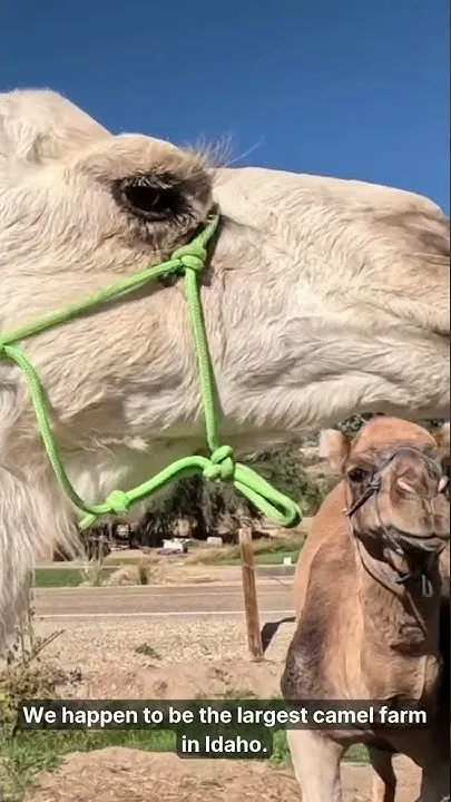 Camels eat invasive weeds in Canyon County (Video)