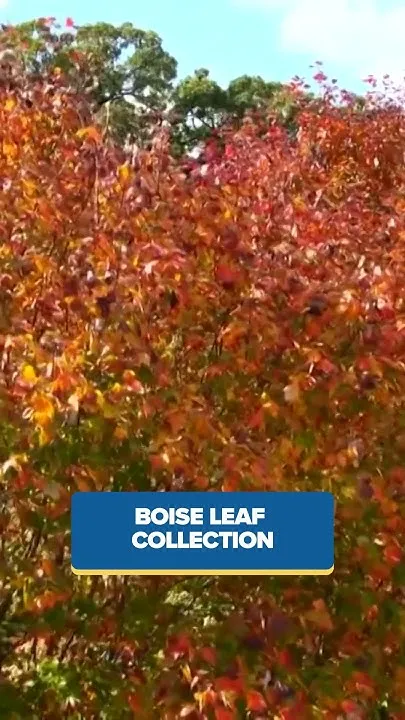 How to participate in Boise's leaf collection program (Video)