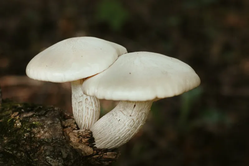 The World's 'Deadliest' Mushroom Has Been Spotted in Boise Again