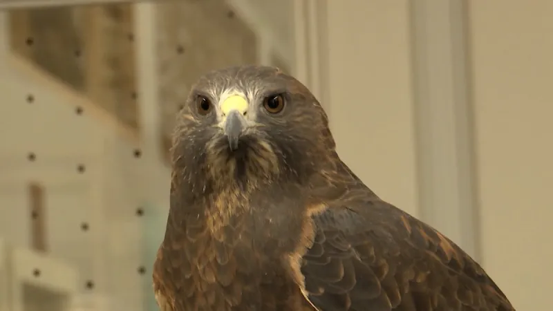 Lady Hawk: Injured Swainson's Hawk makes it back to the sky after roadside rescue