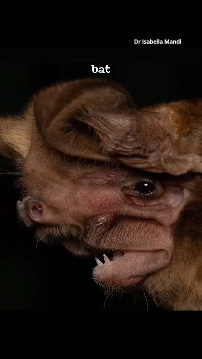 You can help pick this year's most beautiful bat! (Video)