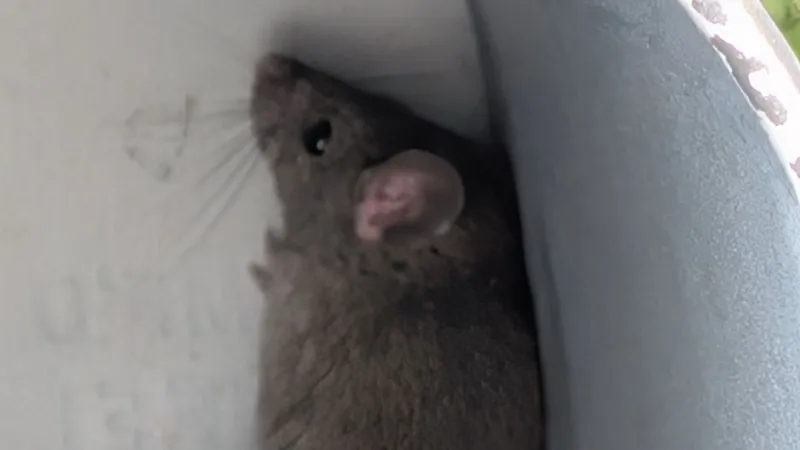 New City of Boise ordinance adopted to remediate rat recalcitrance