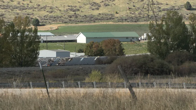 Intruders break into mink farm, release about 1,500 animals