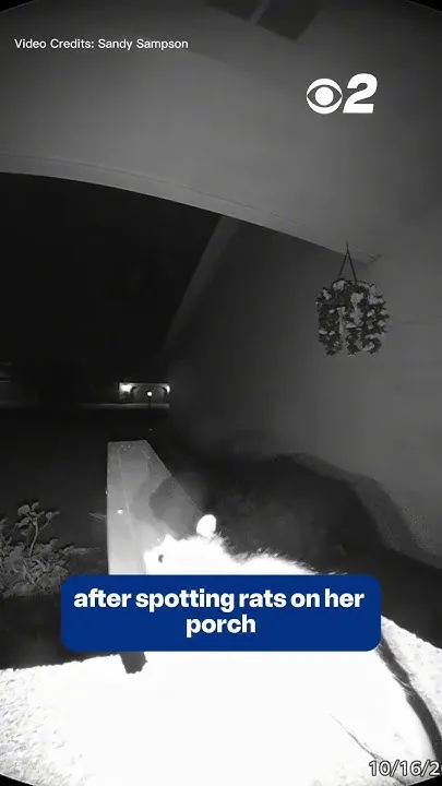 Boise Takes Action on Growing Rat Concerns (Video)