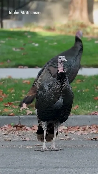 'Nuisance' Turkeys Disrupt Traffic In Boise Neighborhoods (Video)