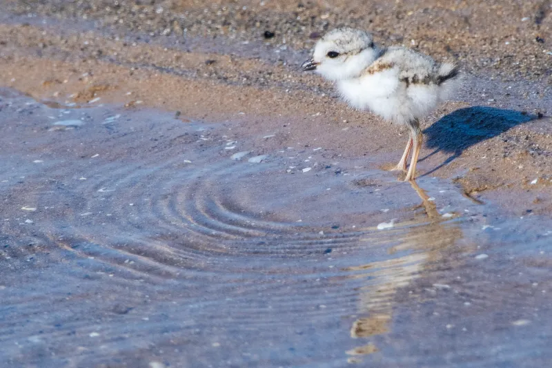 Plover Chick Ferris Hatched At Montrose Beach Killed By Hawk