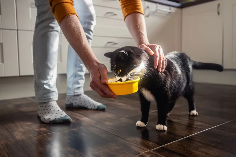 Ask the Vet: Senior Cat Food