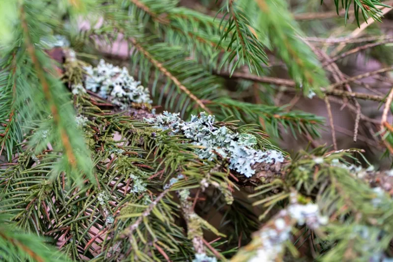 Our Better Nature: Of Moss and Men (and Beavers)