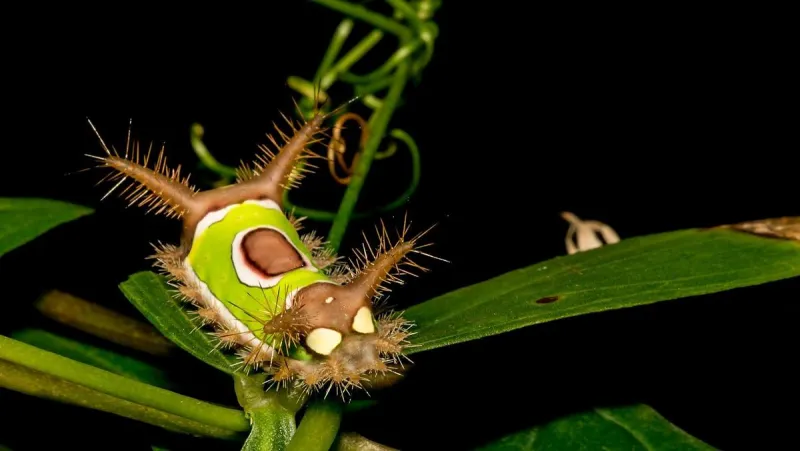 Kentucky's Most Painful Caterpillar? This Spiky Sucker Stings!