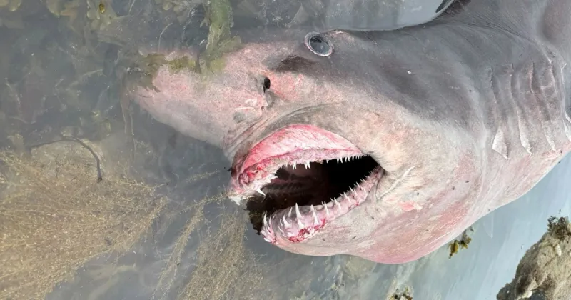 Massive shark usually found in New Jersey washes up in England