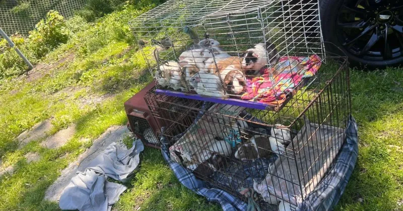 Help sought as animal control takes in 70-plus guinea pigs, bunny