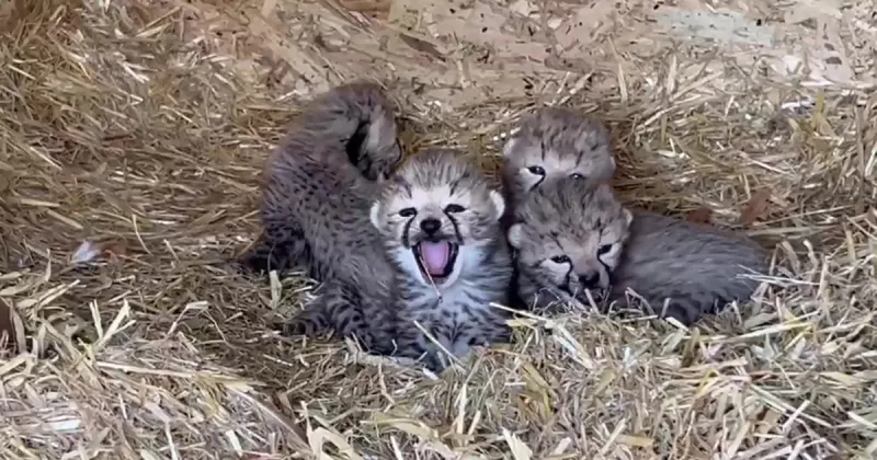 Seven endangered cheetah cubs born at zoo a huge conservation win