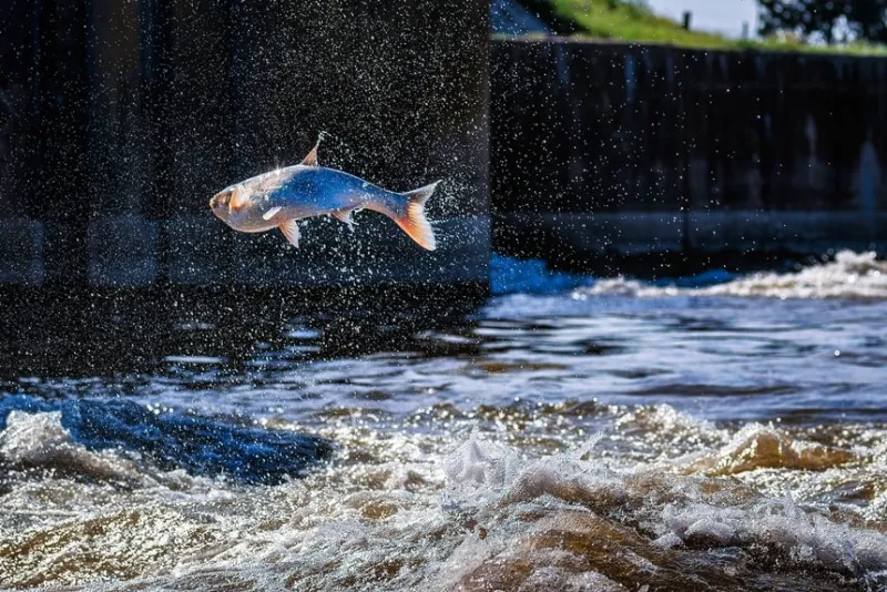 Our Better Nature: Carping About Invasive Carp