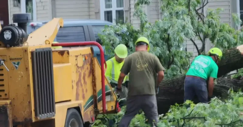 WATCH | Crews clear massive downed trees in Griffith