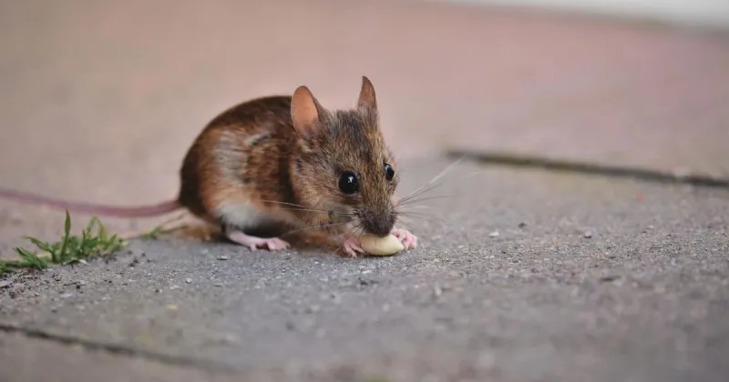 Study finds 70% of mice 'mutating' to survive poison