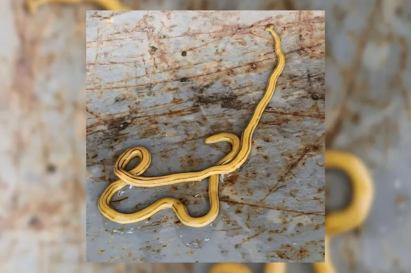 What is This Slimey Toxic Worm Spotted in Southern Indiana?