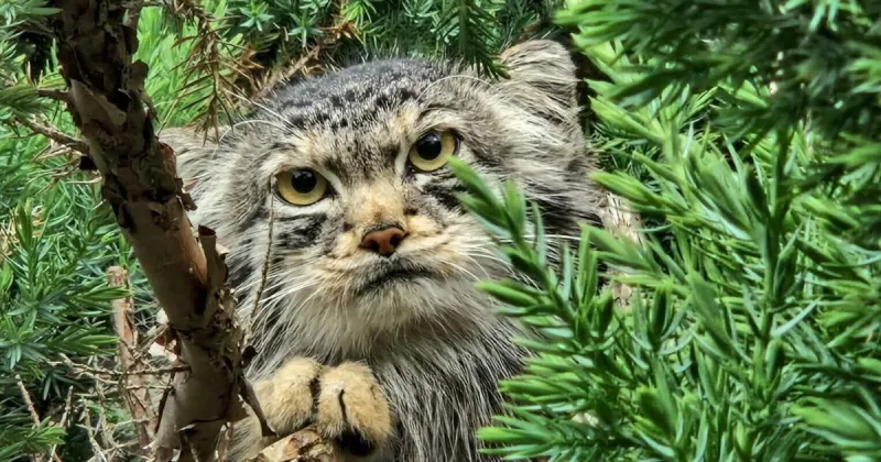 Zoo looking for 'grumpy cat' to hook up with this crabby kitty