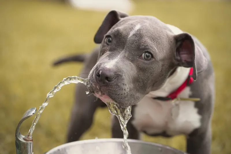 Why You Shouldn't Let Your Dog Gulp Water After a Hot Summer Walk