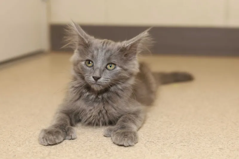 Meet Our VHS Pet of the Week - HULDAH