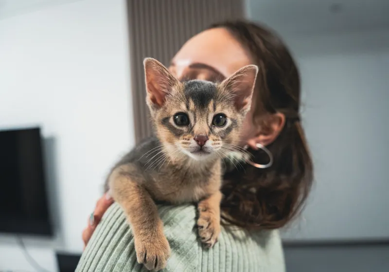 Adoption Pawlooza: Multi-Shelter Pet Adoption Event in Owensboro