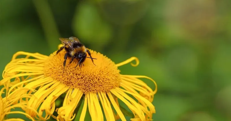 Bumblebees show emotions through facial expressions just like mammals