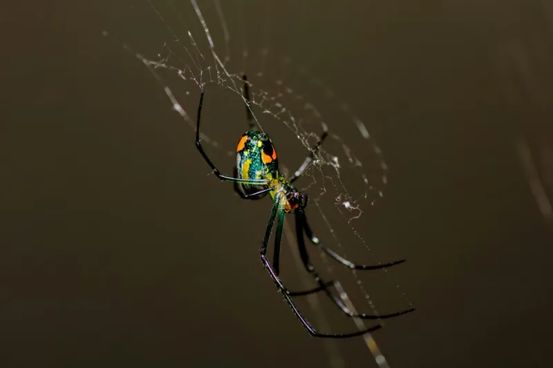 Kentucky's Orchard Orb Weaver Has a Wild Appalachian Legend
