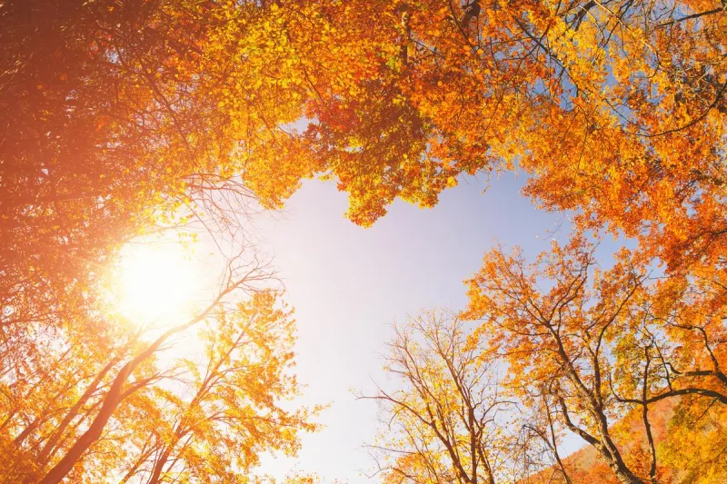 Old Farmer's Almanac Fall 2026 Forecast for Kentucky and Indiana