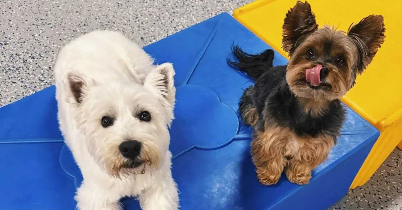 Digs Dog Care rebrands 4 Pawz Only in Munster