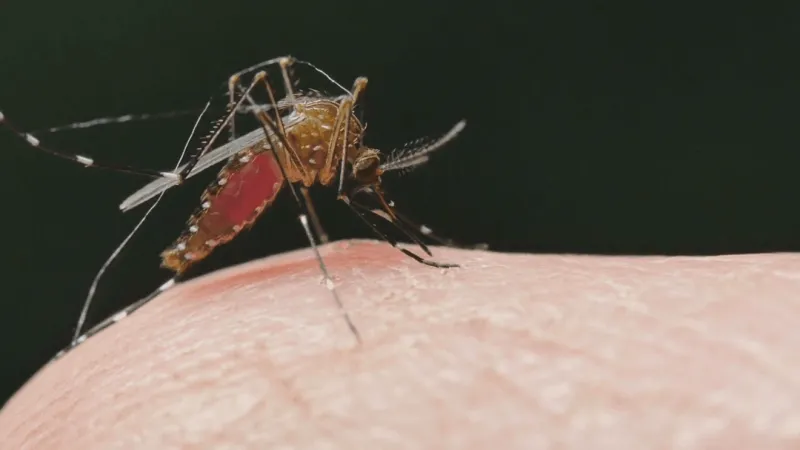 Mosquitos test positive for West Nile virus in St. Joseph County