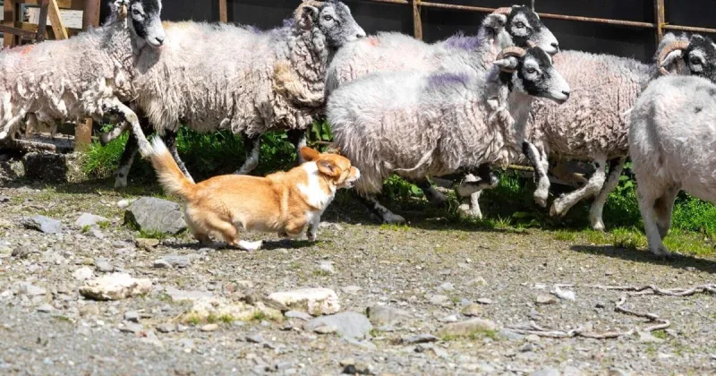 Meet Daphne, the tiny corgi who thinks she's a sheep dog